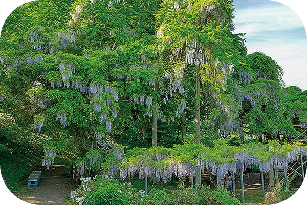 Fujishima Wisteria