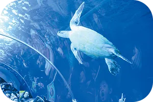 Kuji Underground Marine Science Museum