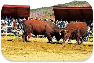 Hiraniwa Bullfighting Tournament