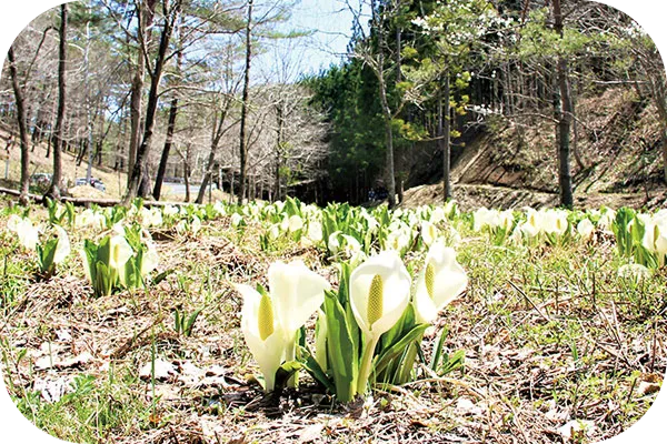 Toirazawa Skunk Cabbage Park